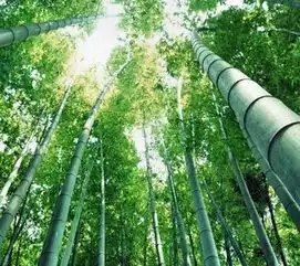 唯美竹子高清待机壁纸
