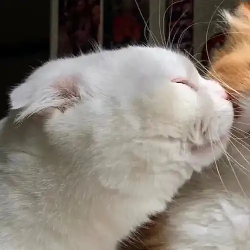 猫咪看了都想恋爱的情头
