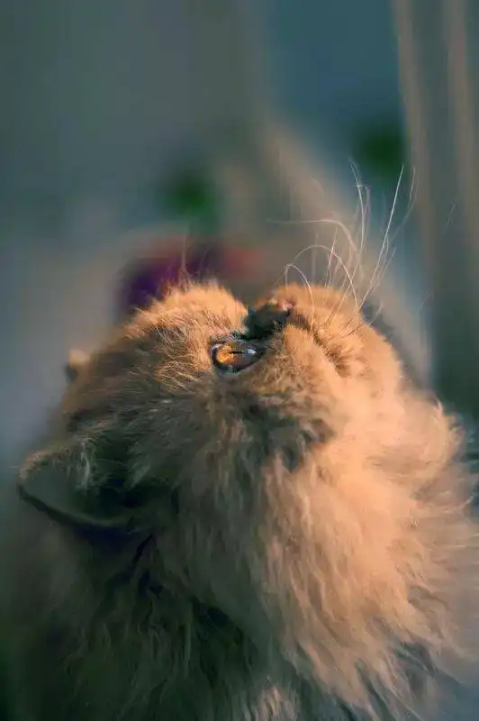 治愈系美猫
