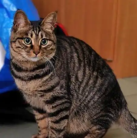 每日一读猫咪品种中国狸花猫

