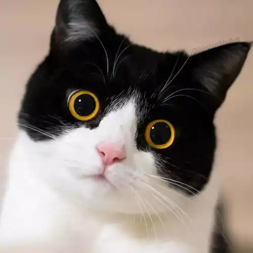 一组牛奶猫图片,送给许久没有换头像的你们
