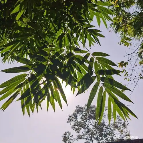 道明竹艺村门票,道明竹艺村游玩攻略360地图
