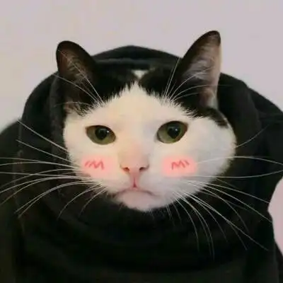 猫的情侣头像一左一右一对两张不带人猫咪情侣头像
