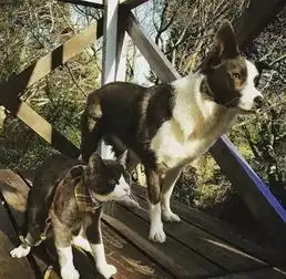 穿着天然的情侣装,天天秀恩爱的同花色猫狗,最后亮了...
