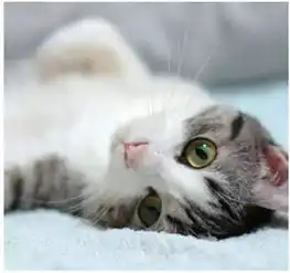 hello,程序猿
