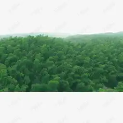 竹林图片素材图片免费下载高清图片png千库网图片编号5323627
