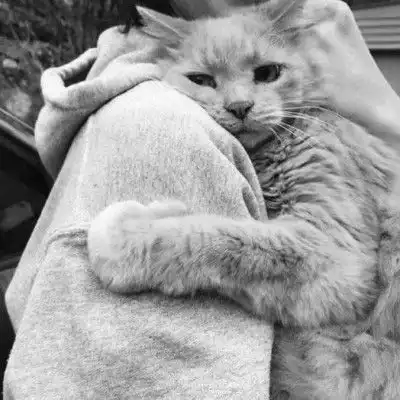 猫的头像图片萌猫图片大全可爱头像
