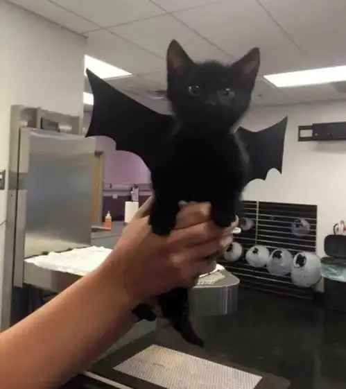 九月萌新猫咪头像,我已经悄悄换上第三个了
