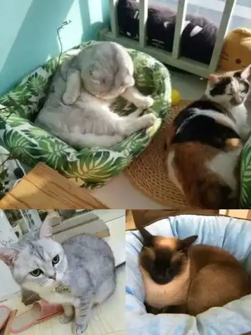 青岛这些治愈系的猫咪咖啡店,想吸
