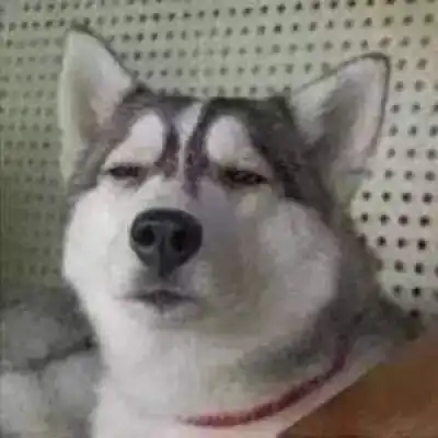 萌狗头像呆萌狗狗图片头像可爱
