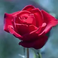 微信红玫瑰花头像微信头像图片大全
