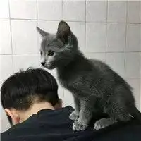 抱猫男黑白头像图片大全抱猫咪的男生头像
