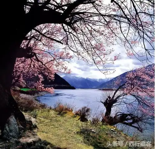 当三生三世十里桃花遇见林芝,太唯美
