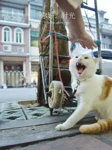 治愈系萌猫这是我见过最粘人的猫了
