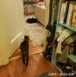 女友解释家里东西不是她偷的装监控抓贼,看到拍出画面后男友痛心
