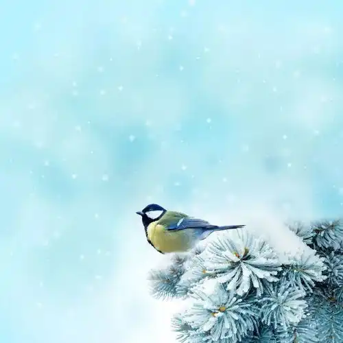 品读煮雪,待春来
