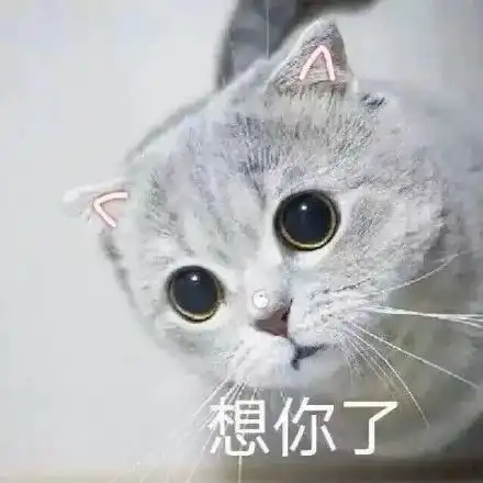 一组萌翻了的猫咪表情包
