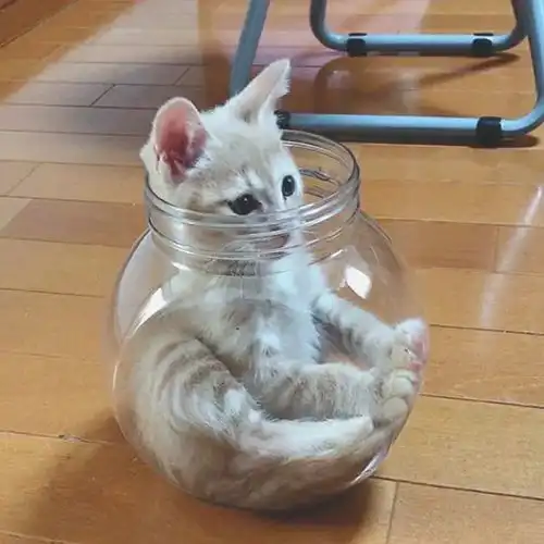 日本小哥哥养了一只小橘猫,一定要在他腿上才睡得着,这磨人的小妖精可爱到治愈
