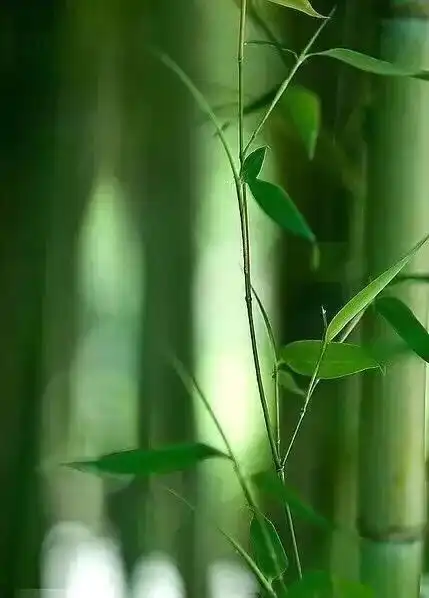 梅兰竹菊四君子之竹
