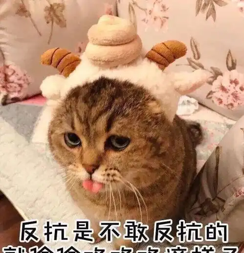 跟你认真的讲,这6种人千万别养猫
