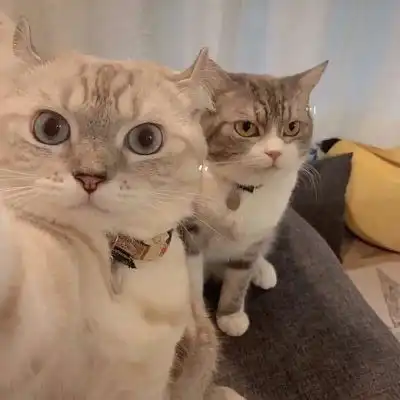 猫系列的情侣头像一左一右2020年两个猫咪的情头超萌版

