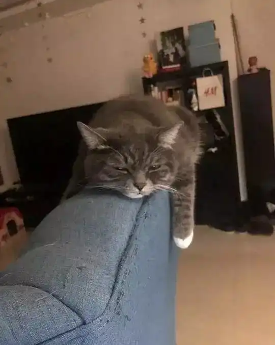 养猫以后我发现,我可能快找到女朋友了
