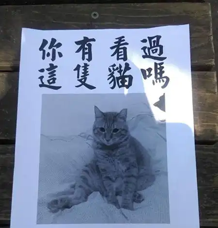 那些猫看了根本不想回家的寻猫启事

