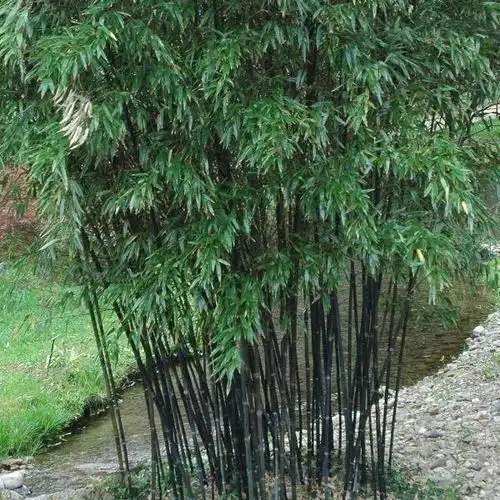 竹子景观独特的天然隐私保护和装饰景观
