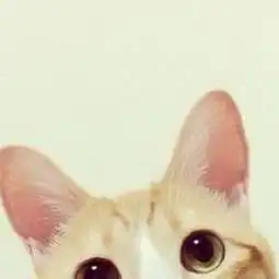 少女心爆棚的可爱猫咪微信头像1
