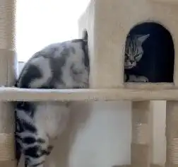 水泥猫10款治愈系宠物神器,全圆佑同款水泥猫难抢

