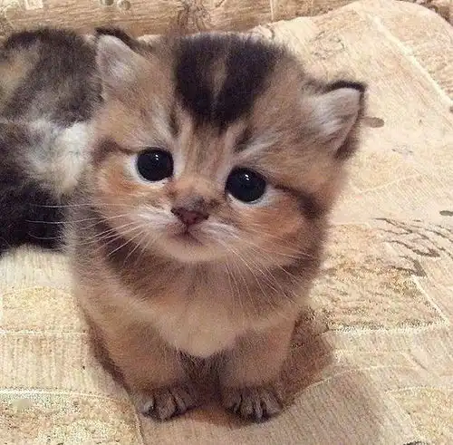 清醒点,人类永远无法理解猫的逻辑
