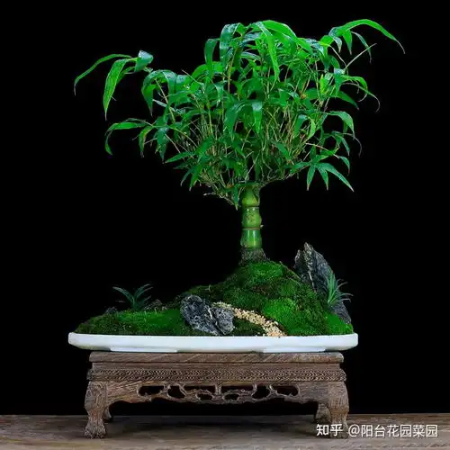 家里养5种吉祥竹,富贵不俗,好日子节节高升
