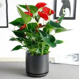 家里有别墅的,建议种上这6种花,比香水还香,香飘满屋
