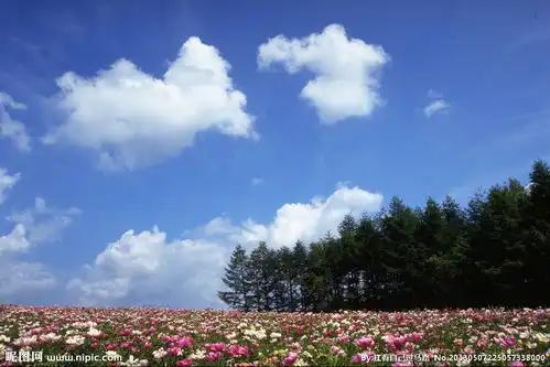 花海图片
