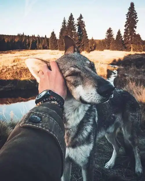 超酷的捷克狼犬,国内极为稀有,看图饱眼福
