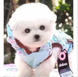 超级可爱品相超好大眼睛甜美脸型比熊幼犬
