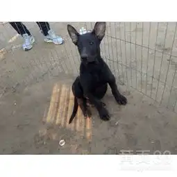 四五个月小黑狼犬多少钱成年黑狼犬训练视频大骨架黑狼犬图片