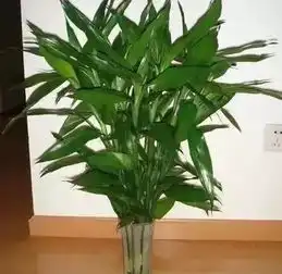 济南常见的这些室内花卉越冬指南养花的济南人必须收藏
