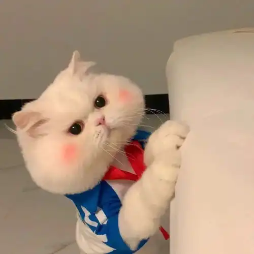 小众可爱情侣头像
