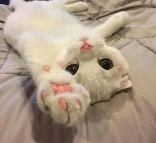 馋猫想对仓鼠下手,主人在线求助怎么让猫明白这不是食物
