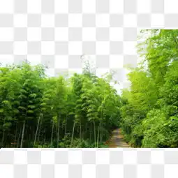 竹林图片素材免费竹林png设计图片大全图精灵
