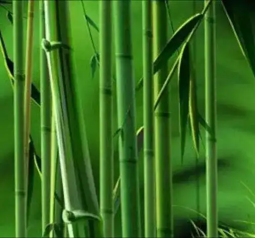 每周一药微草战队竹沥
