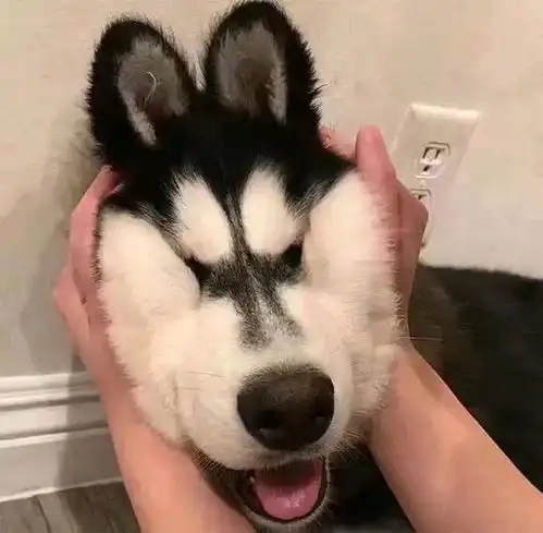 亲爱的,我真的很羡慕你啊

