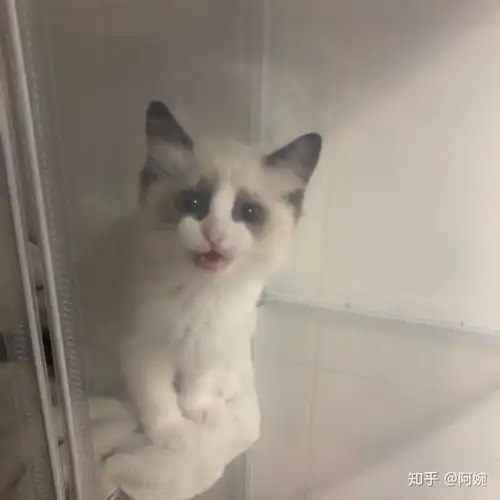 养一只英短是什么样的体验
