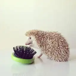 来看会飞的小刺猬darcy
