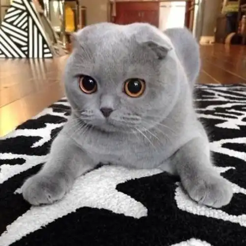 中国人喜欢撸的猫,耳朵是特点,天生佛系性格
