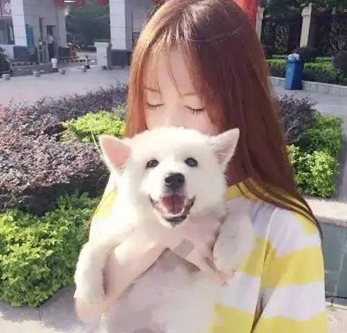 狗狗都好色为什么狗更喜欢女生的原因找到了
