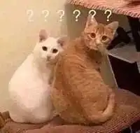 猫狗性格会越来越像主人科学家是真的...
