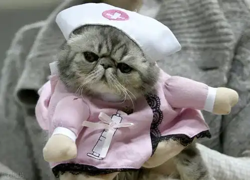 国际爱猫日,今天你吸猫了吗
