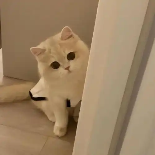 一组治愈系的小奶猫图片,每一张都萌化了
